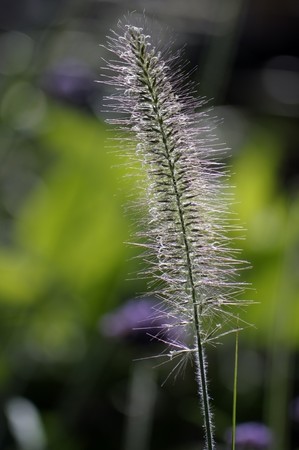 Photography of green plant rising to the sunの写真素材