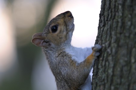 squirrel climbs on a tree and looking at the photographerの写真素材