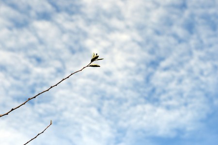 Branch with buds against the blue skyの写真素材
