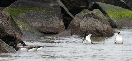 The family of geese searches to itself for livelihoodの写真素材