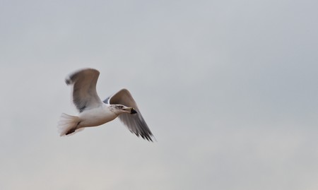 a flying seagull holds a cockleshell in a beakの写真素材