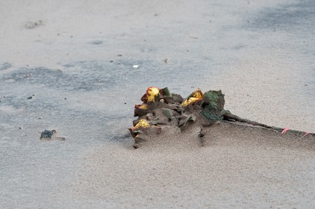 Some Flowers found lying on the sandy beach の写真素材