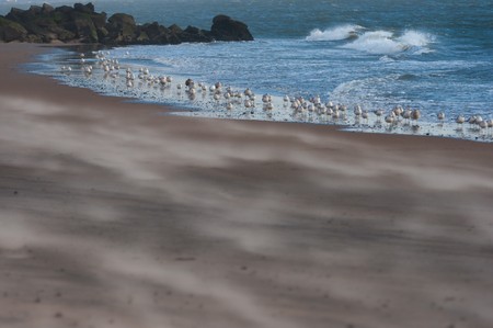 A picture from the beach of seagulls standing by the water.の写真素材
