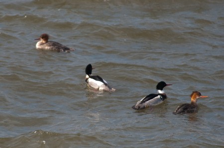 Group four birds in search off fish on the wavesの写真素材