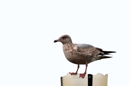 seagull sitting on broken lamp isolated over white background including pathの写真素材