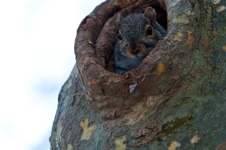 The squirrel early in the morning looks out of the hollowの写真素材