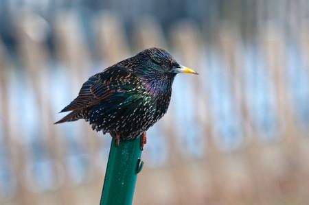 The starling standing on a metal post の写真素材