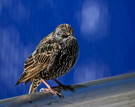 starling on a pole. Photo was taken in Brooklyn in Spring 2007の写真素材