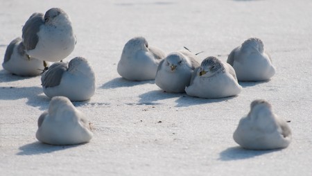 Group of gulls on cold white snow thoughtful about a springの写真素材