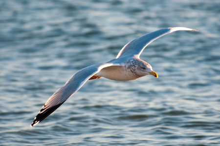 A gull flies above waves looking for fish in waterの写真素材