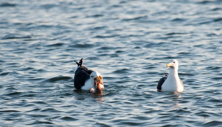 The seagull has caught and eats fish, other seagull protects and waits for the share of extractionの写真素材