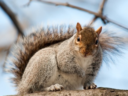 squirrel on a stump looking at photographer and waiting for nutの写真素材