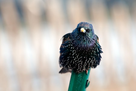 The curious starling on a metal stick has noticed the photographerの写真素材