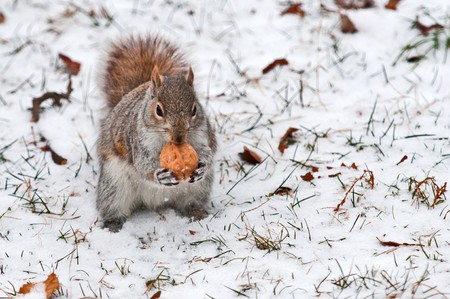 Red squirrel on white snow holds in pads a walnut going to have dinnerの写真素材