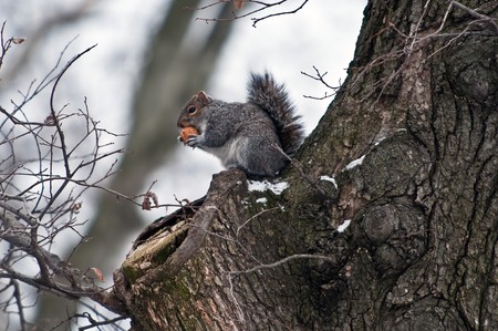 The squirrel on branch of tree against the blue sky holds a nut in forward padsの写真素材