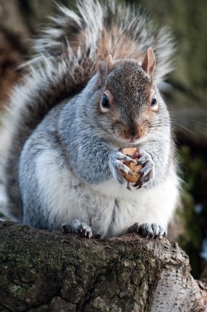 The squirrel on branch of tree holds a nut in forward padsの写真素材