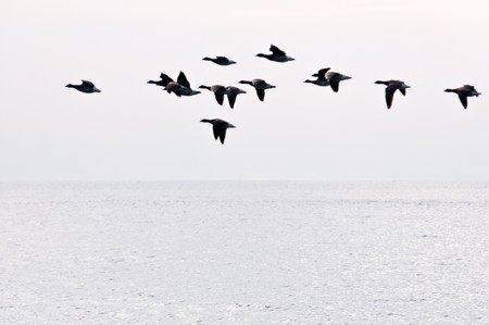 The flight of geese flies over ocean in search of island for restの写真素材