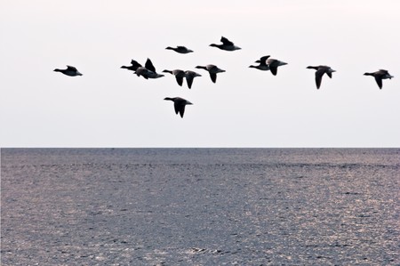 The flight of geese flies over ocean in search of island for restの写真素材
