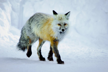 A stunning Red Fox, Vulpes vulpes, strides through a snowy landscape, its vibrant fur contrasting...