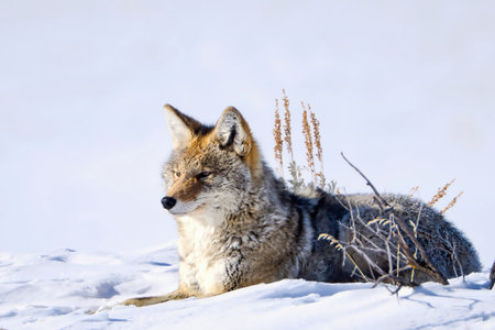 Close-up of a coyote (Canis latrans) lying in the snow, showcasing its thick winter fur and alert...