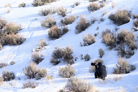 A dedicated photographer braves the cold to capture stunning winter scenes amidst snow-covered sagebrush in a serene wilderness.の写真素材