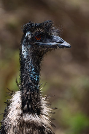 Detailed headshot of a wild emu (Dromaius novaehollandiae) in natural habitat, showcasing its unique...