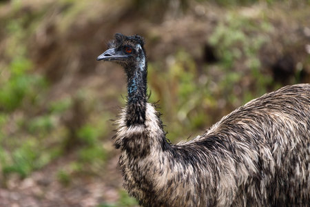Detailed portrait of an emu (Dromaius novaehollandiae) with a blurred natural background, showcasing...