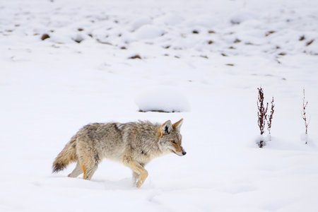 Wild coyote (Canis latrans) navigating a snowy terrain, showcasing wildlife resilience in a winter...