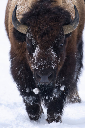Close-up of a bison (Bison bison) covered in snow, walking through a winter landscape. The image...