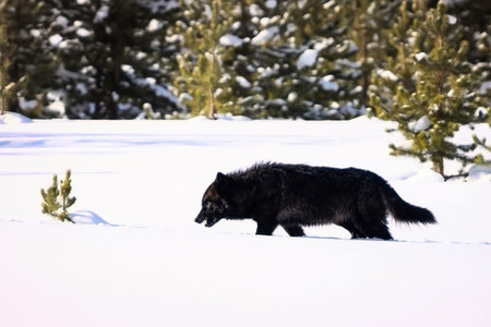 A gray wolf (Canis lupus) traverses a snow-covered landscape, surrounded by evergreen trees.