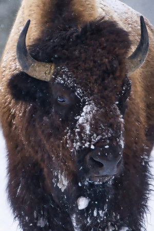 Close-up of a majestic American Bison (Bison bison) with snowy fur, showcasing its powerful presence...