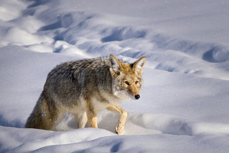 Coyote (Canis latrans) gracefully prowling through pristine snow, showcasing natural winter survival...