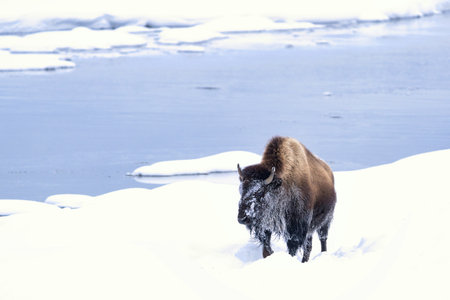 A majestic American bison (Bison bison) stands amidst a snowy landscape by a frozen river,...