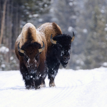 Two American bison (Bison bison) walk through a snowy landscape, showcasing the strength and resilience of these majestic creatures in their natural habitat.の写真素材