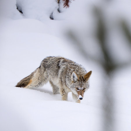 A solitary coyote (Canis latrans) prowls through the pure white snow, showcasing survival in the harsh winter wilderness.の写真素材