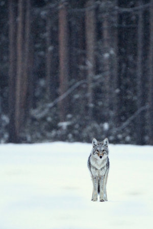 Lone wolf standing on snow in a dense forest during winter, symbolizing solitude and survival in the...