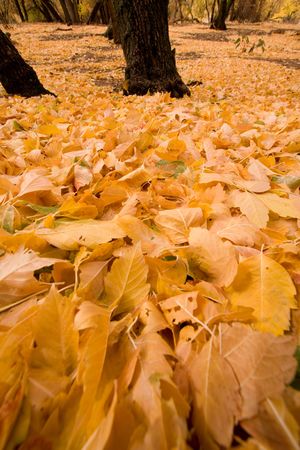 Wide angle view of fallen Cottonwood tree leaves with tree trunks in background, late Autumn.