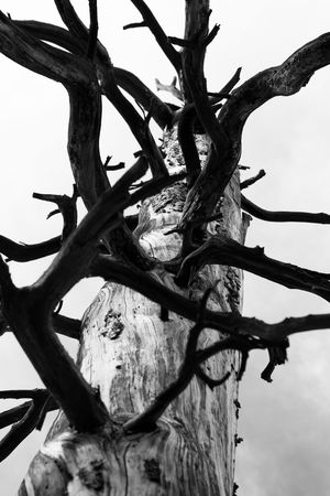 Burnt, dead Ponderosa Pine tree in Kaibab National Forest, Arizona, USA.