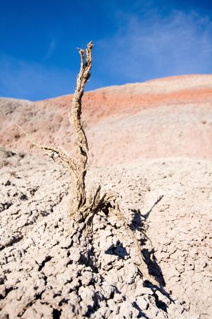 Close up of dead plant in dry, barren landscape. Southern Utah desert, USA. Selective focus on plant. Global Warming/Environment concept.の写真素材