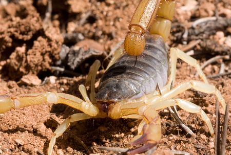 Macro shot of Giant Hairy desert scorpion in its natural habitat, Arizona desert, USA.の写真素材