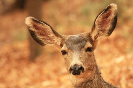 View of doe Mule Deer in its natural habitat inside Zion National Park, Utah, USA.の写真素材