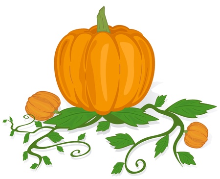 The big ripe pumpkin on a white background, illustration.のイラスト素材
