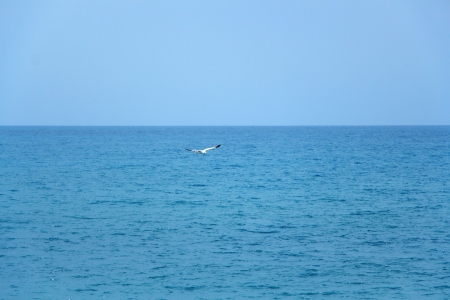 One seagull flying over the blue seaの写真素材