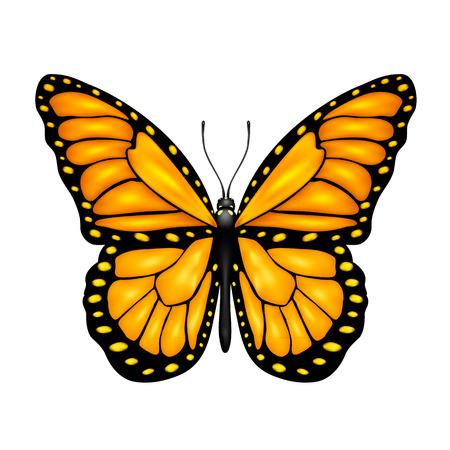 Orange butterfly isolated on a white background, illustration のイラスト素材
