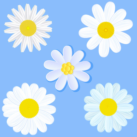 Set of white daisies on blue background, illustration のイラスト素材