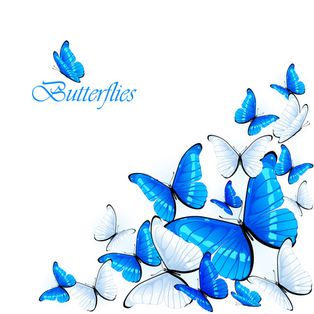 Set of blue and white butterflies on white background, illustration.のイラスト素材