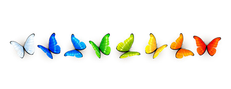 Set of colorful butterflies isolated on white background, illustration.のイラスト素材