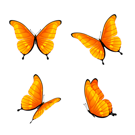 Set of four orange butterflies isolated on white background, illustration.のイラスト素材