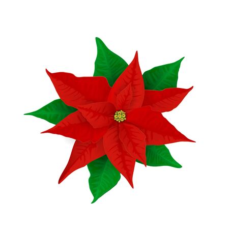 Christmas decorations red poinsettia. Holiday flower with green leaves isolated on white background. Illustration can be used for holiday design, cards, invitations, postcards and banners.のイラスト素材