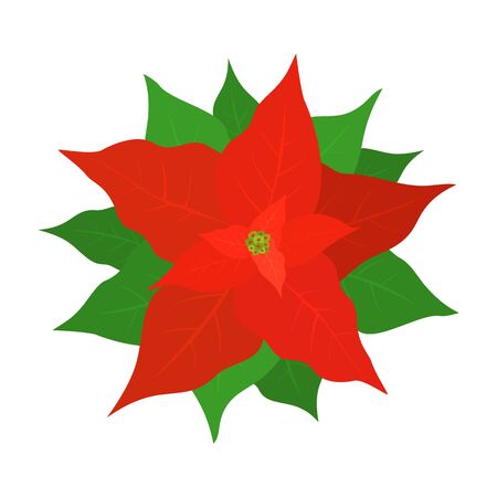 Red poinsettia for Christmas decorations. Holiday flower with green leaves isolated on white background. Illustration can be used for holiday design, cards, invitations, postcards and banners.のイラスト素材